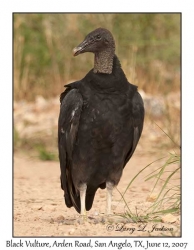 Black Vulture