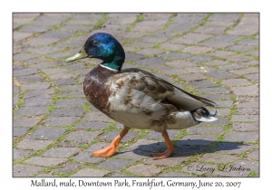 Mallard male