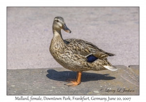 Mallard female