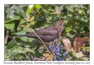 Eurasian Blackbird female