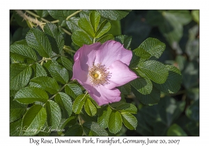 Dog Rose