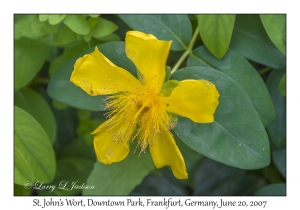 St. John's Wort