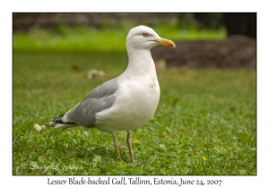 Lesser Black-backed Gull