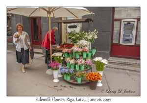 Sidewalk Flowers