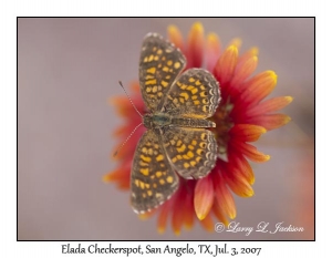 Elada Checkerspot