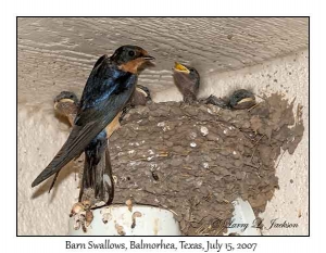 Barn Swallows