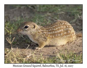 Mexican Ground Squirrel