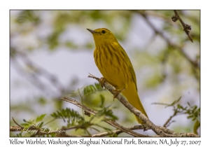 Yellow Warbler