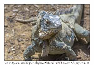 Green Iguana