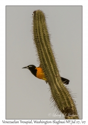 Venezuelan Troupial