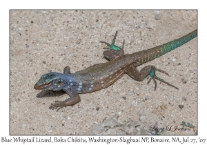 Blue Whiptail Lizard