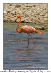 American Flamingo