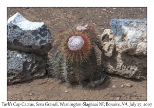 Turk's Cap Cactus