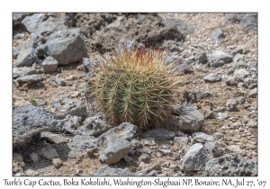 Turk's Cap Cactus