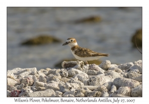 Wilson's Plover