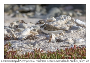 Common Ringed Plover