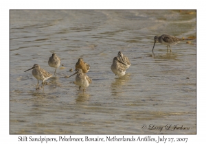 Stilt Sandpiper