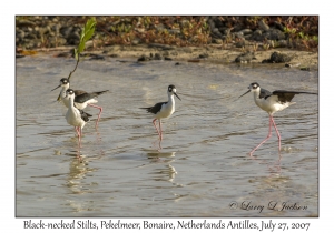 Black-necked Stilts