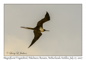 Magnificent Frigatebird