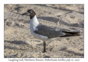 Laughing Gull