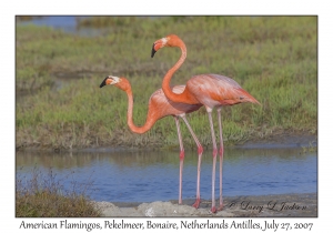 American Flamingos