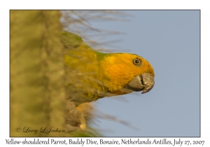 Yellow-shouldered Parrot