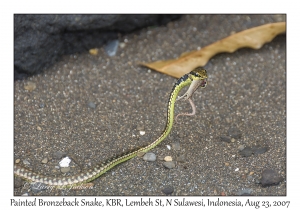 Painted Bronzeback Snake