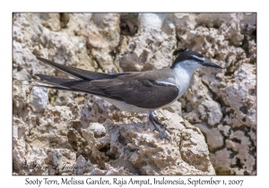 Sooty Tern