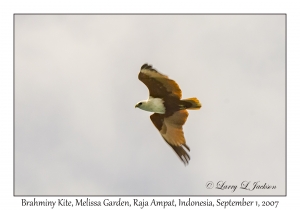 Brahminy Kite