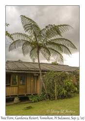 Tree Fern