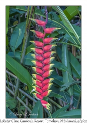 Lobster Claw Flowers