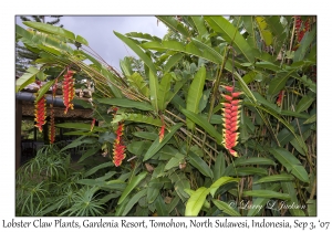 Lobster Claw Plants