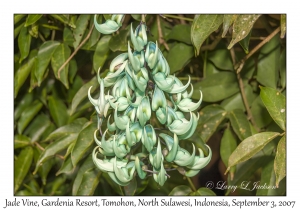 Jade Vine