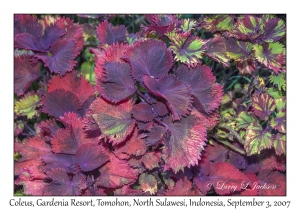 Coleus