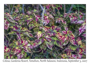 Coleus