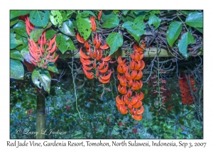 Red Jade Vine