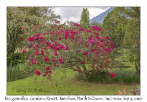 Bougainvillea