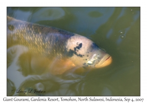 Giant Gourami