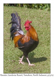 Rooster