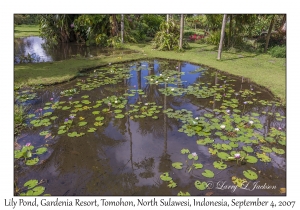 Lily Pond