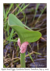 Apple Snail Eggs