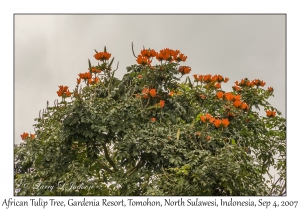 African Tulip Tree