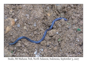Snake