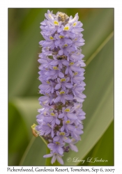 Pickerelweed