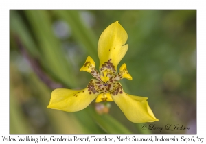 Yellow Walking Iris