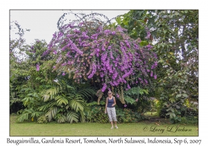 Bougainvillea