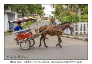 Horse Taxi