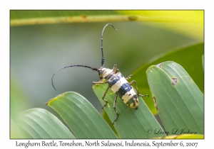 Longhorn Beetle