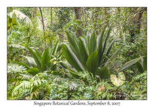 Singapore Botanical Gardens