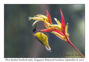 Olive-backed Sunbird male